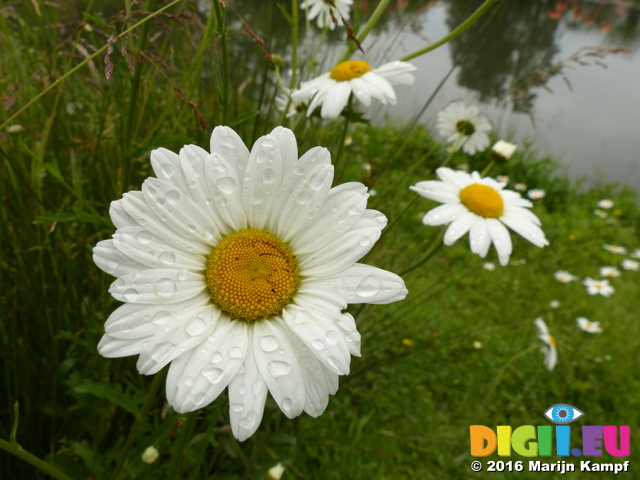 FZ030273 Daisies